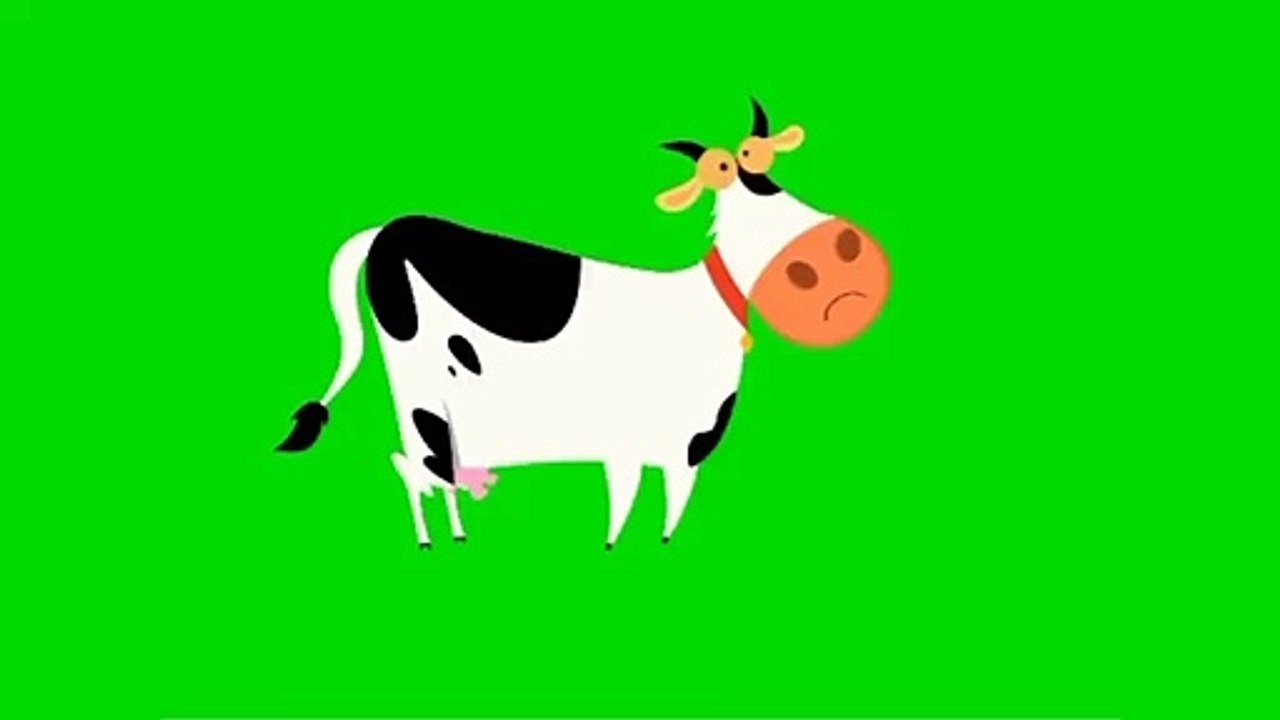 cow angry green screen video