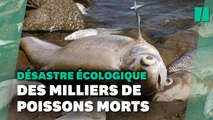 En Allemagne et en Pologne, « désastre écologique » dans un fleuve rempli de poissons morts