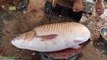 Amazing Cutting Skills | Giant Carp Fish Cleaning | Cutting By Expert Fish Cutter