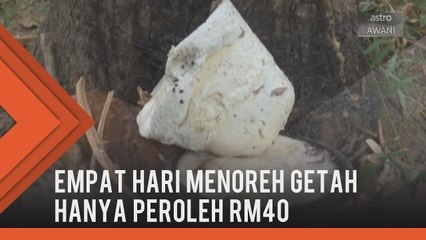Penoreh dihimpit kemiskinan, harga getah murah