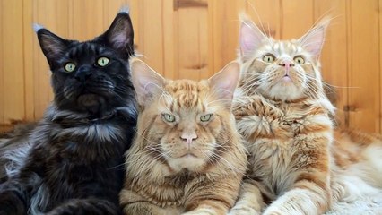 Maine Coon Boss Cat and His Bodyguards