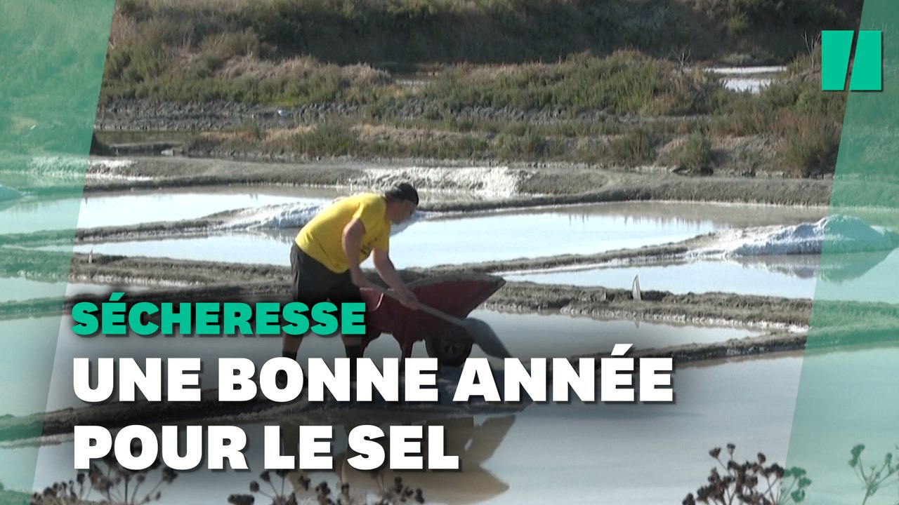 Grâce à la sécheresse, vers une récolte de sel « record » en France
