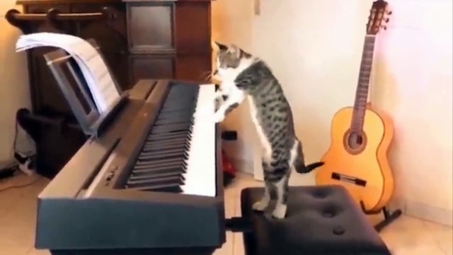 Funniest cats | I can't stop laughing