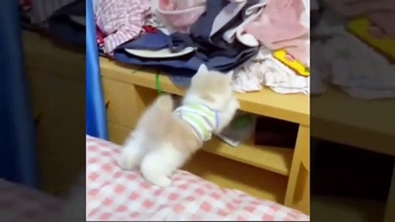 My cute kitten, cat funny video, beautiful cute kitten, follow me for more interesting video