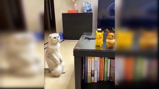 Baby Cats  Cute and Funny Cat Videos Compilation  Aww Animals funniest home video Ostrich Bird 2021