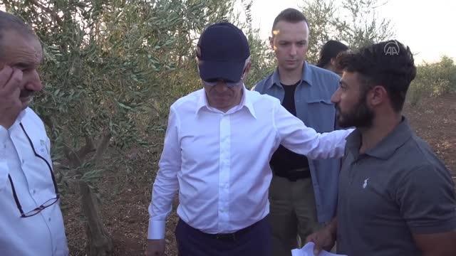 Şırnak haber... Şırnak Valisi Bilgin, İdil'deki zeytin ve fıstık bahçelerinde incelemede bulundu