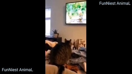 Funniest Animal  || FunNiest AnimaL