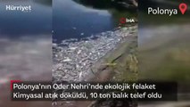 Polonya'nın Oder Nehri'nde ekolojik felaket! Kimyasal atık döküldü, 10 ton balık telef oldu