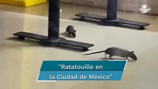 Plaga de ratas rabiosas : captan roedores en restaurante de Forum Buenavista