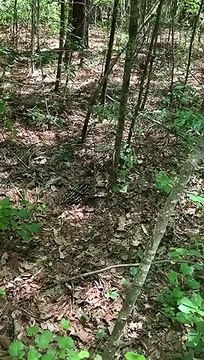 a deer wrapped in a snake in the middle of the forest