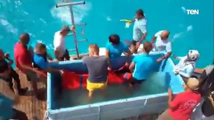 إعادة الدولفين "طيبة" بعد علاجها لمدة 15 يوما لبيئتها بمياه الغردقة