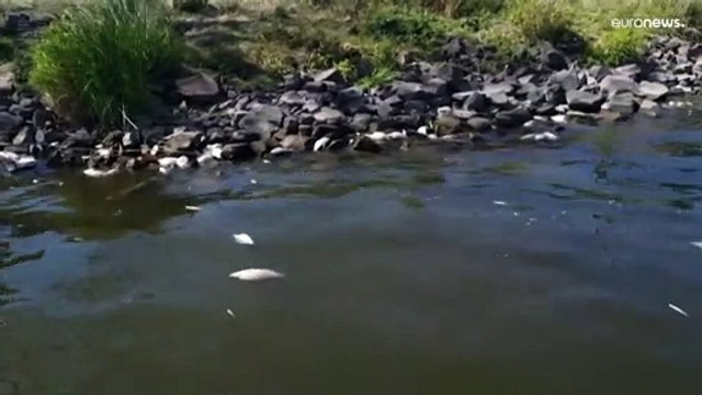 شاهد: نفوق آلاف الأسماك في نهر أودر بسبب النفايات الكيميائية