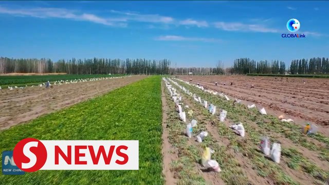 Xinjiang farmers embrace peanut harvest season