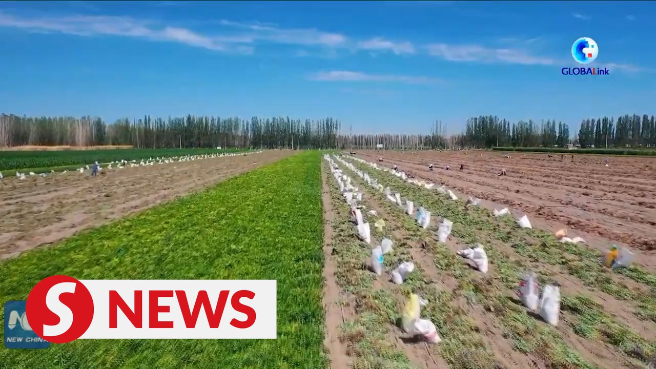 Xinjiang farmers embrace peanut harvest season