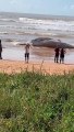 Baleia encontrada morta na Praia de Jacaraípe