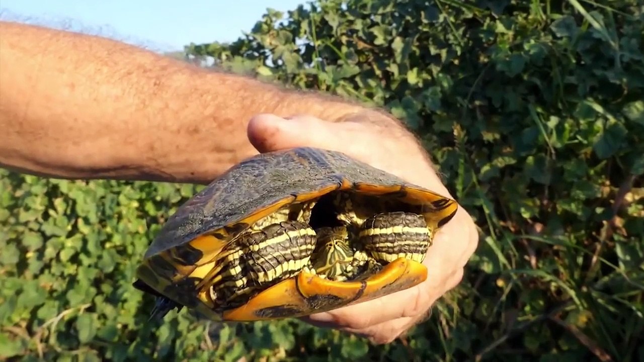 15 Animals That Can Kill Themselves