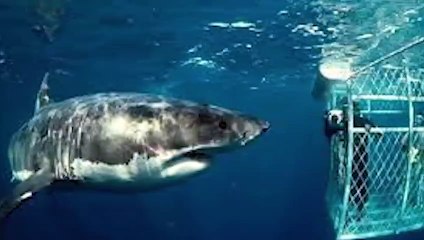 15 Scary Shark Sightings That Might Just Be Megalodon!