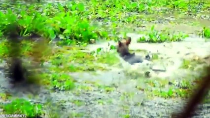 12 Times Otters Took It To Their Enemies