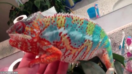 15 Of The World’s Deadliest Monster Lizards