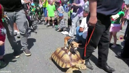 15 Real-Life Animal Heroes That Really Exist