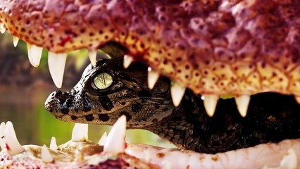 The 15 Most Protected Babies in the Animal World