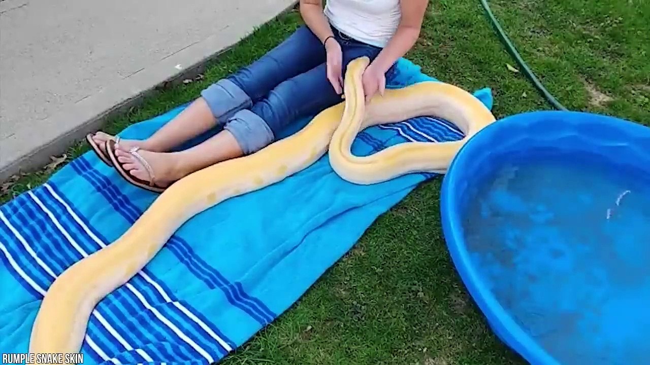 15 Biggest Snakes Ever Discovered
