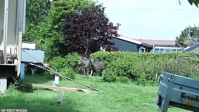 15 Most Incredible Occurrences Of Wild Animals In The City Animals Come To Visit