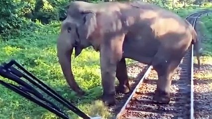 15 Unbelievable Elephant Attacks & Interactions Caught On Camera!