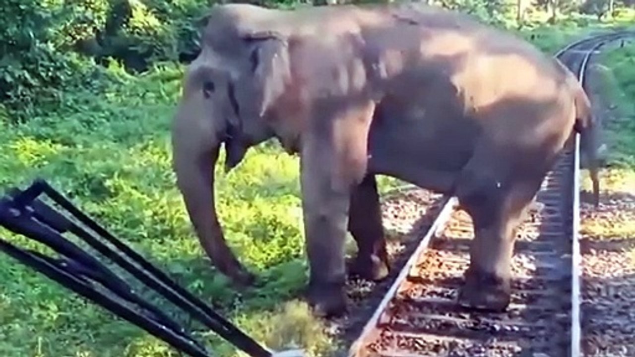15 Unbelievable Elephant Attacks & Interactions Caught On Camera!