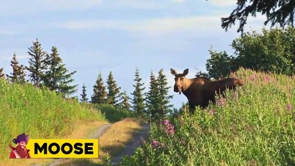 15 Animals Attack Caught On Camera While Cycling