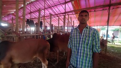 My First Cow Vlogs | Shahiwal With Dashi Cow Price with Weight 2022