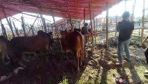 My First Cow Vlogs | Shahiwal With Dashi Cow Price with Weight 2022 | Cow price in Bangladesh 2022