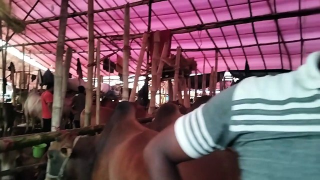 My First Cow Vlogs | Cow price in Bangaldesh in Chittagong |Shahiwal With Dashi Cow Price with Weight 2022