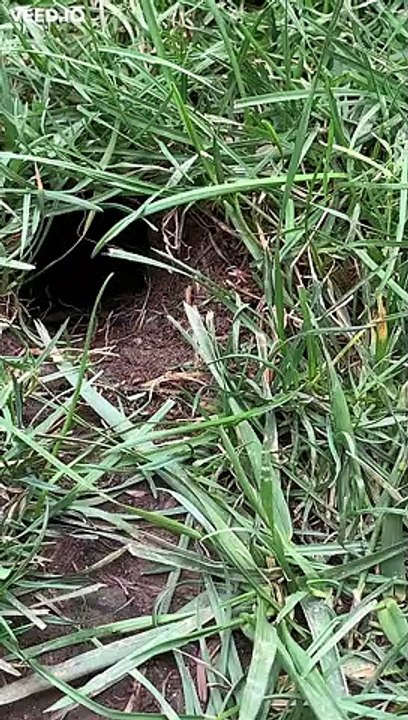 Gopher Deciding to Pop Up from Ground
