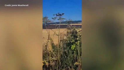 Crews from 10 fire engines tackled the crop fire in Wye, Ashford