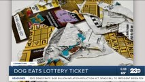 Couple writes letter to lottery officials with photos after dog destroys their tickets