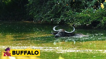 These Animals Asked People For Help And Here's Why