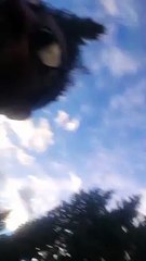 Dante the Dog Saves Me From Protective Mama Bear