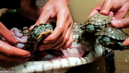 15 Strangest Things Ever Found Inside Animals (2)