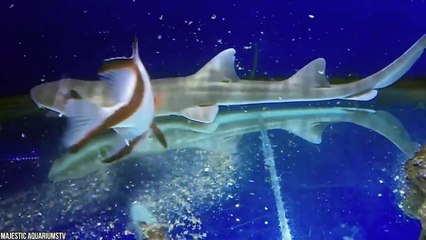 15 Rarest Sharks Hidden In The Ocean