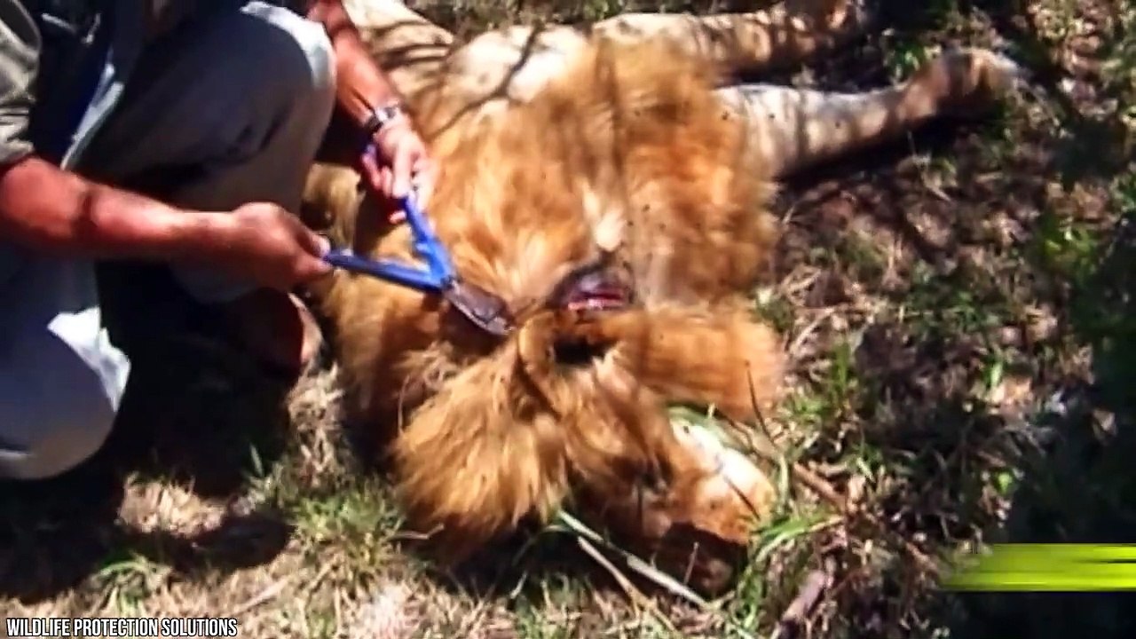 15 Animals That Survived The Impossible