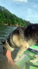 Dog Jumping Off Paddleboard Sends Owner into the Water