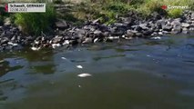 شاهد | نحو 5 أطنان من الأسماك النافقة في نهر أودر أحد أطول الأنهار في بولندا