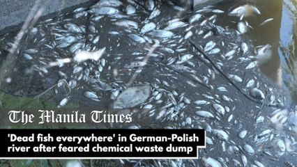 'Dead fish everywhere' in German-Polish river after feared chemical waste dump