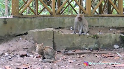 Monkey and Cat Funny Moments Funny Animals Fun More