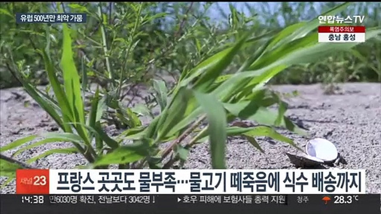 유럽 주요 강 일제히 '바짝'…500년만 최악 가뭄 우려