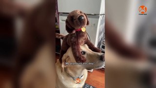 Viral funny dog videos | funny moments of Dog's | Try to not laughing