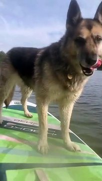Dog Jumping Off Paddleboard Sends Owner into the Water