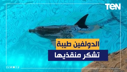 مدير معهد علوم البحار: الدولفين "طيبة" وجهت الشكر لفريق الانقاذ قبل مغادرتها