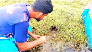 GIANT MUD CRAB Catching  Catching Alimango in the Mangroves  Find Giant Mud Crab In Secret Hole
